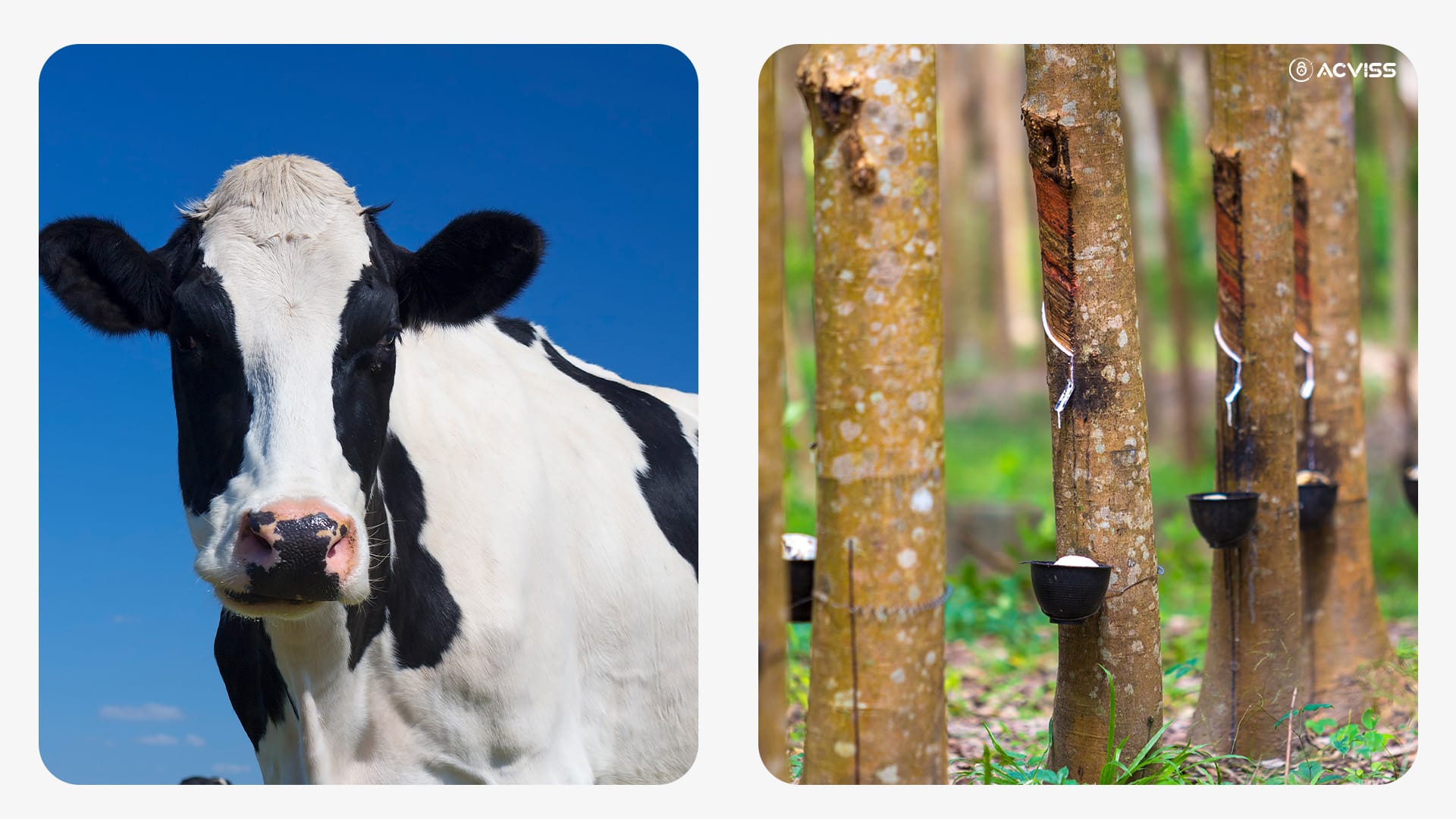 Cattle and rubber under EUDR compliance