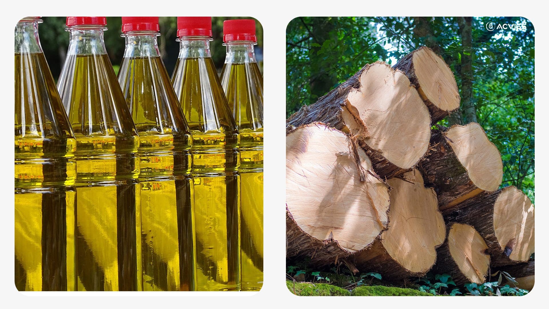 Palm oil and timber under EUDR