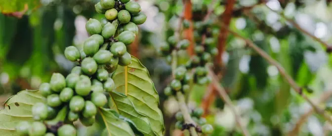 Water Management and Conservation in Coffee Bean Processing