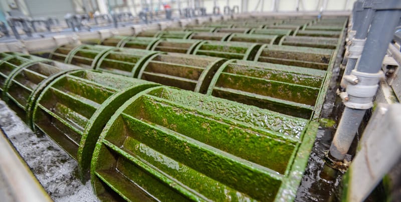 Harnessing Algae to Treat Wastewater: A Sustainable Approach