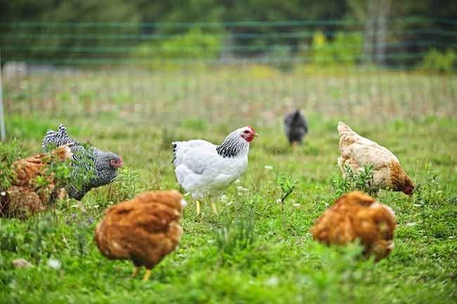 Sustainability in Meat and Poultry Processing: A Path to Environmental Stewardship