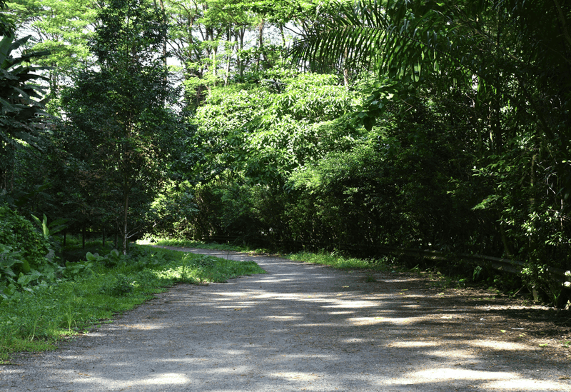 Road Trip Ready: 11 Scenic Drives and Chill Spots in Singapore
