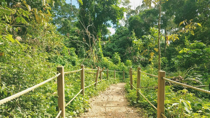 Nature Awaits: Top 8 Hiking Trails in Singapore for Outdoor Enthusiasts