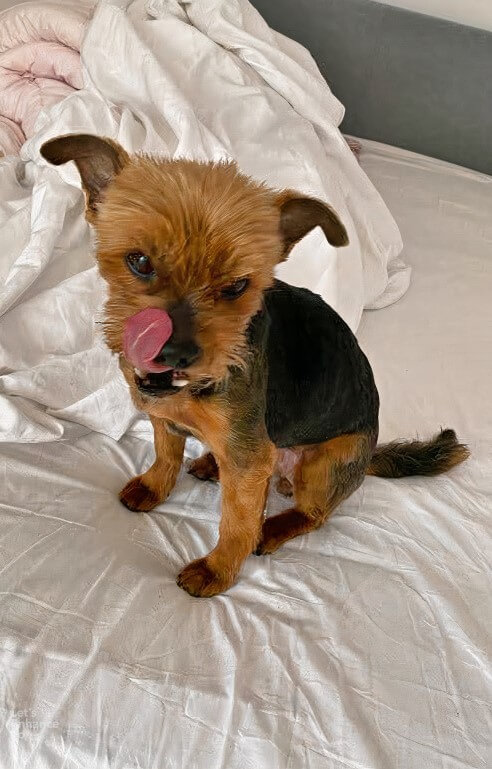 Photo of a Yorkshire terrier sitting on a bed, licking its chops