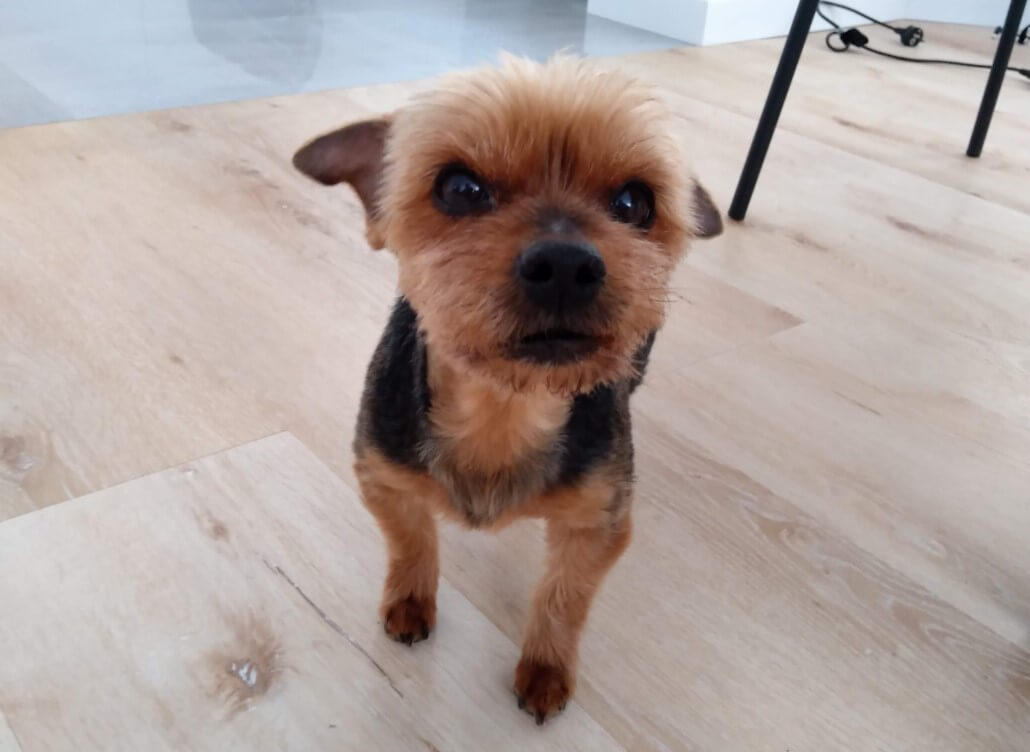 Photo of a small recently-groomed Yorkshire Terrier staring into the camera