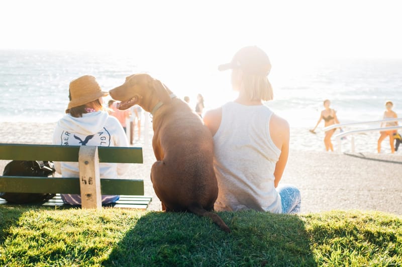 Discover the Best Dog Friendly Beaches in Sydney with Drive mate