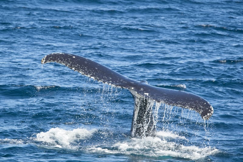 Whale Watching in Australia: The Best Places and Times