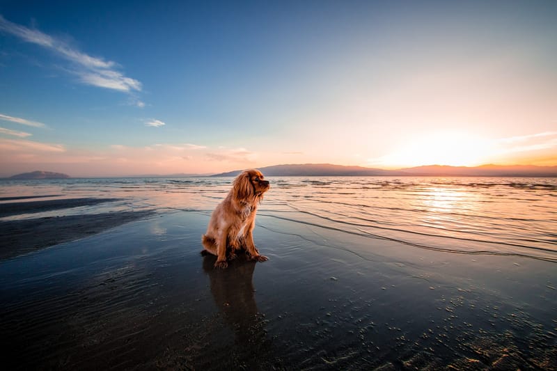 Melbourne's Best Beaches for Dog Owners: Unleash the Fun 