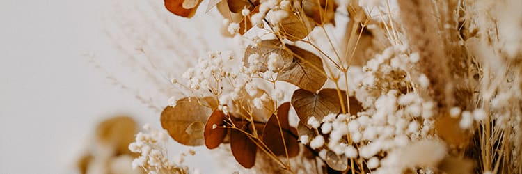 Where to Buy Dried Flowers for all occasions in Brisbane