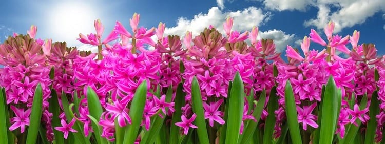 Guidelines on Setting Up Automated Irrigation or Lighting Systems for Flower Gardens