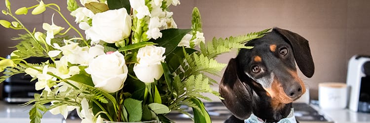Your Guide to Same Day Flower Delivery Brisbane