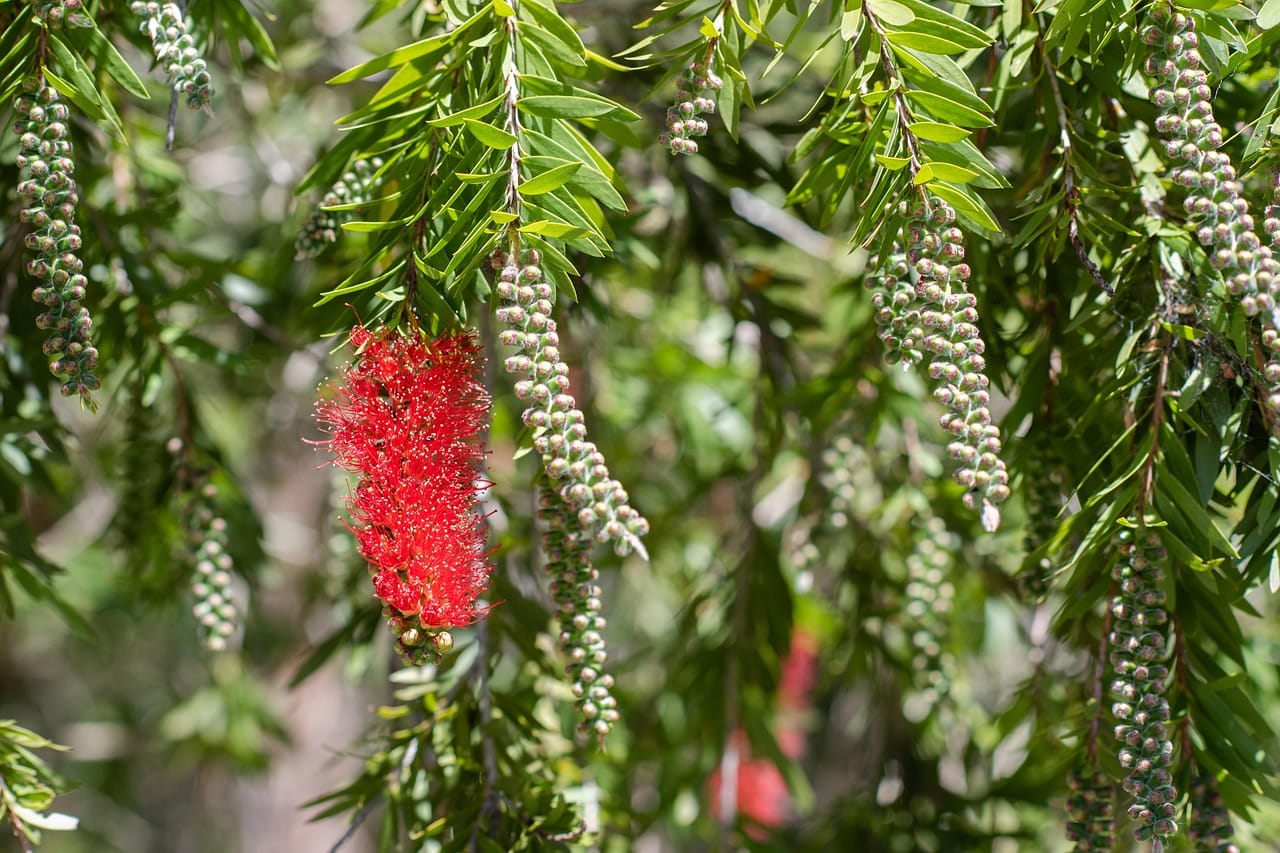 The Cultural Significance of Tropical Flowers in Queensland’s Indigenous Communities
