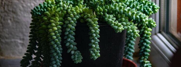 Hanging Succulents: The Perfect Plant for Home Décor