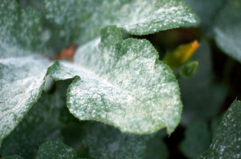 The Ultimate Guide to Plant Diseases and How To Treat Them