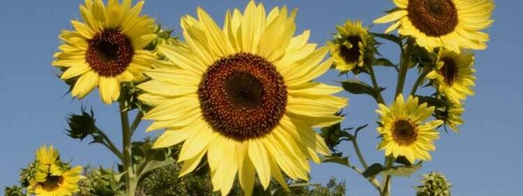 30 of the Most Interesting Sunflower Varieties Around the World