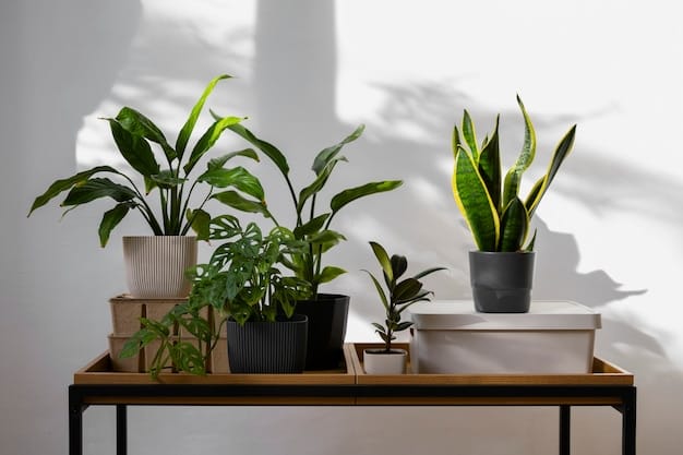 Indoor plants in studio
