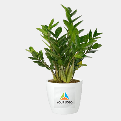 zamiifolia plant