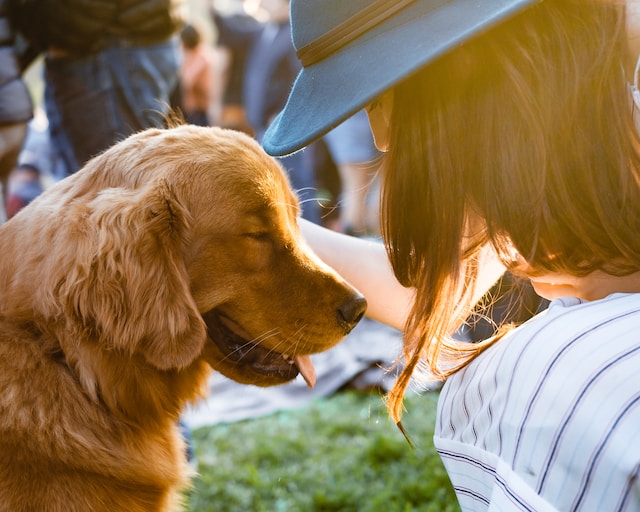 What collaborative events can pet shelters organize to raise awareness?