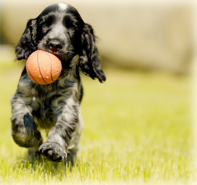 What should you know before launching a dog training business?