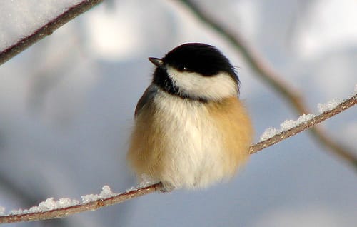 Chickadee