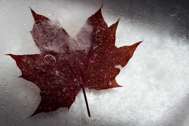 Help Us to Not Be Afraid; Winter Birch [Poems by Mom]