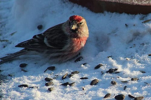 MoreRedpoll