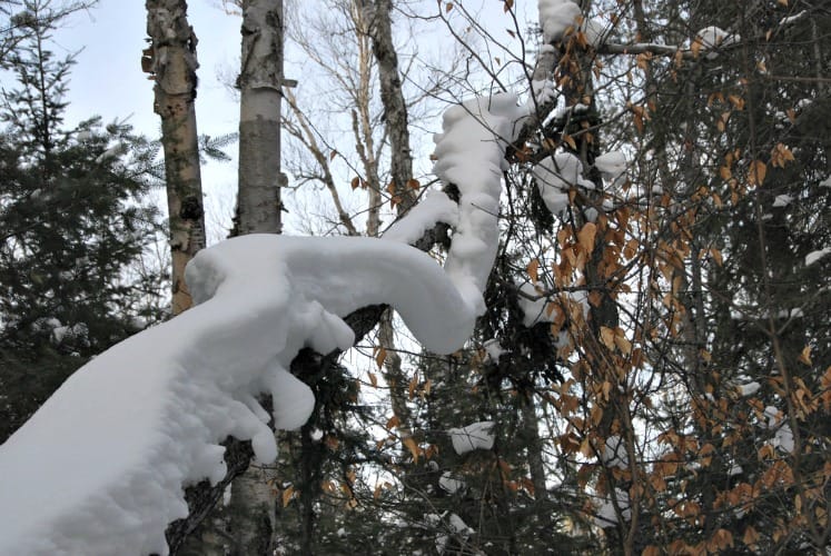 SnowyBranch