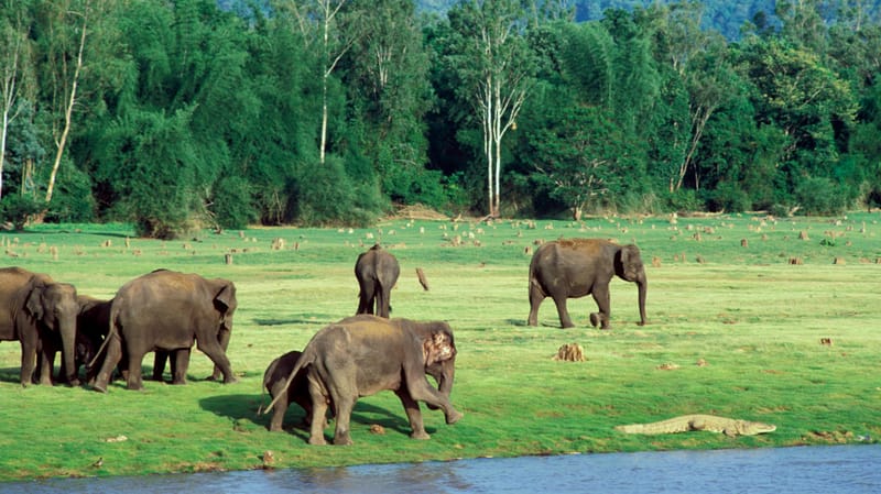 Kabini Elephant and crocodile