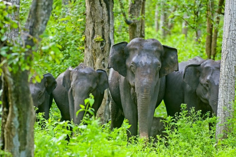 Travel Guide to Kabini for Senior Citizens : Top Things to Do in Kabini