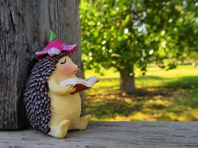 reading, hedgehog, summer, cute, animal, learn, learning, nature, outside, education, reading, reading, reading, reading, reading, hedgehog, hedgehog, learn