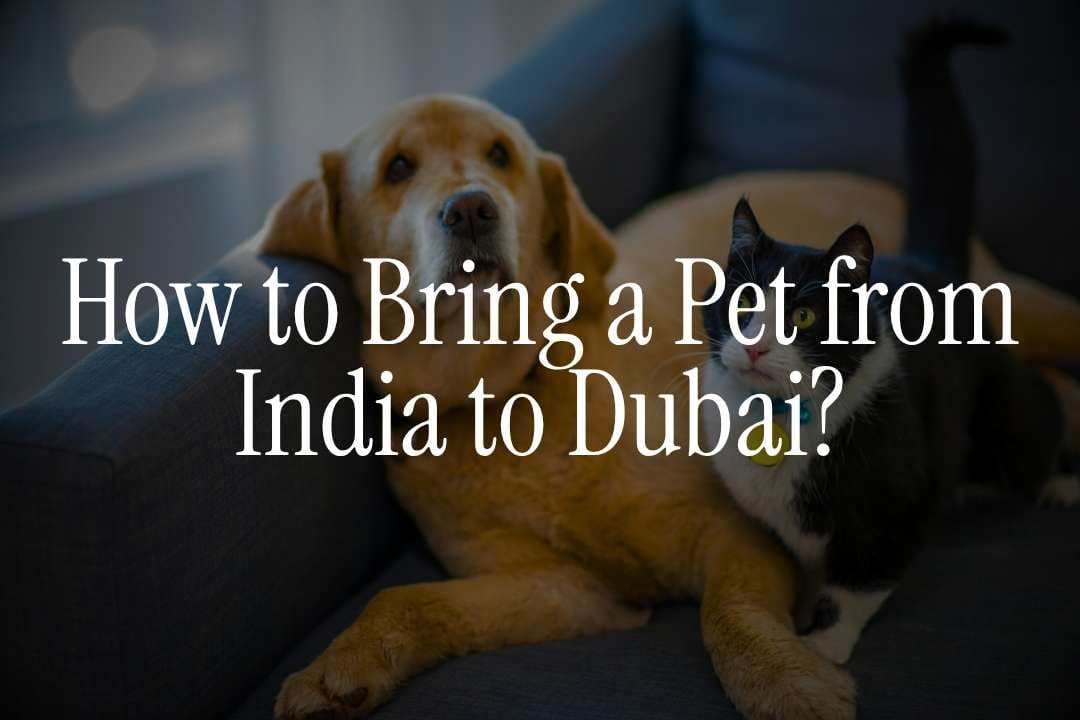 How to bring a pet from India to Dubai?