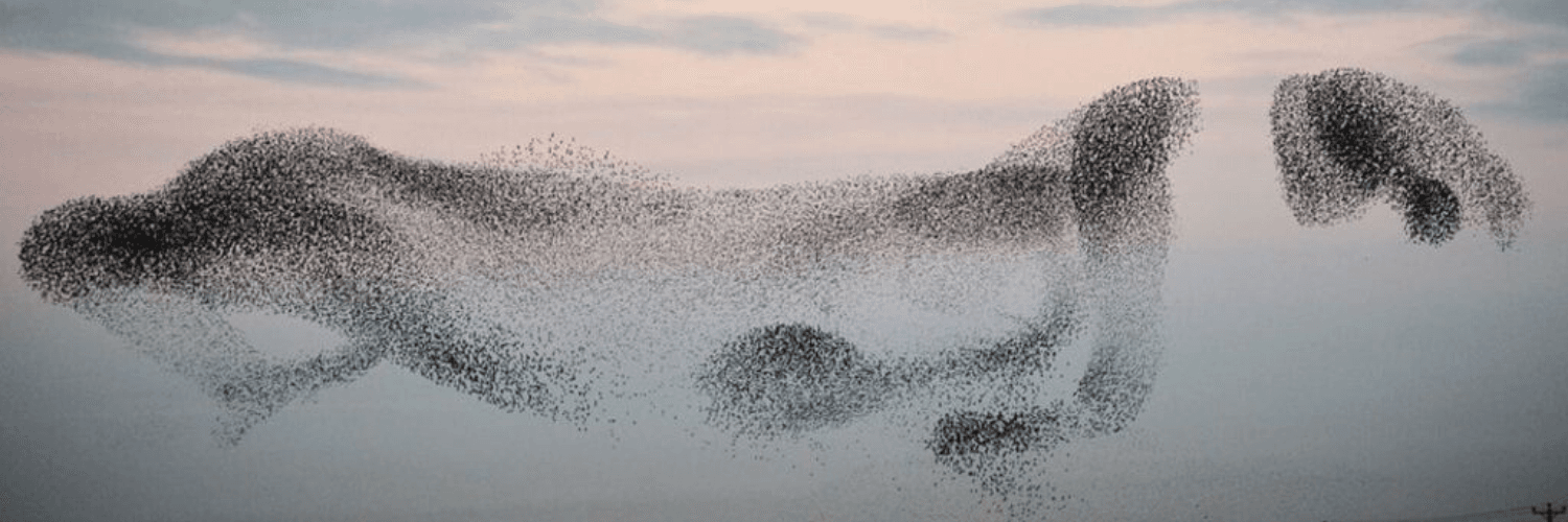 Agent-based Modeling & How It’s Used