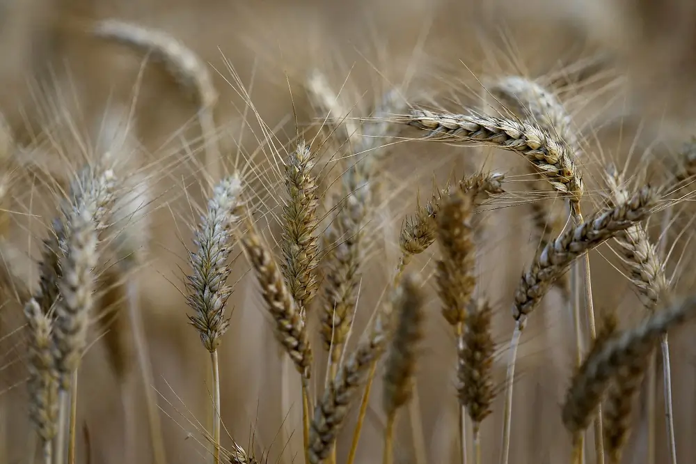Paris wheat falls on world financial market meltdown, strong euro