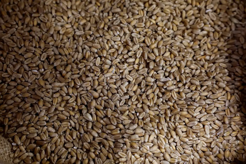 French millers face long grind as rain-hit wheat harvest comes in