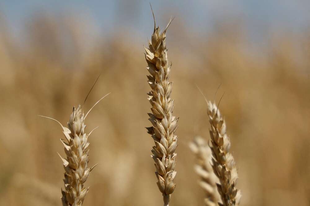 Traders cut Ukraine 2022 combined grain and oilseeds crop forecast
