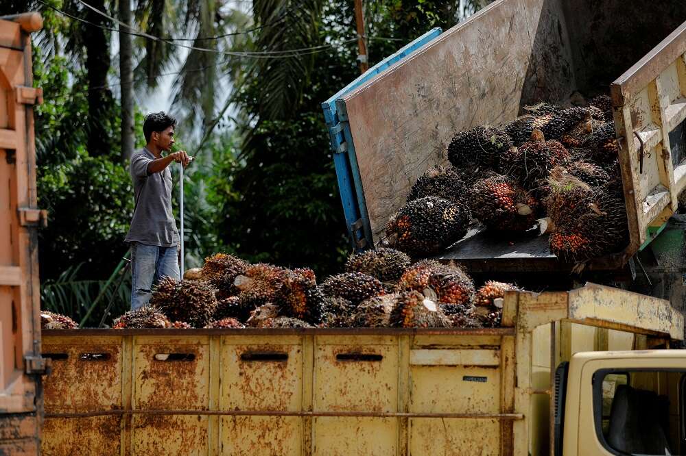 Indonesia’s palm oil export ban seen short-lived on limited storage