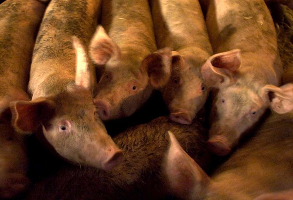 Struggling British pig industry calls for Tesco to step-up