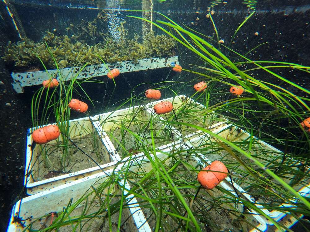 Scientists in Germany turn up heat on seagrass in climate change fight