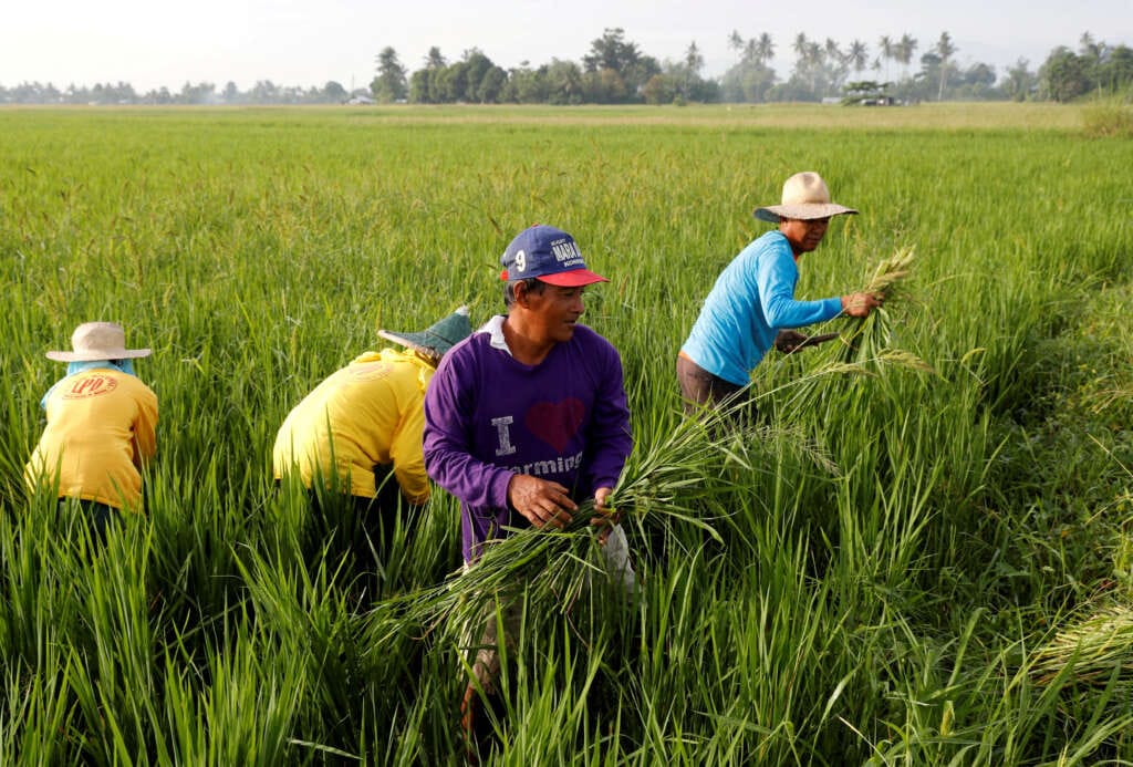 Bayer to introduce its direct-seeded rice system in the Philippines