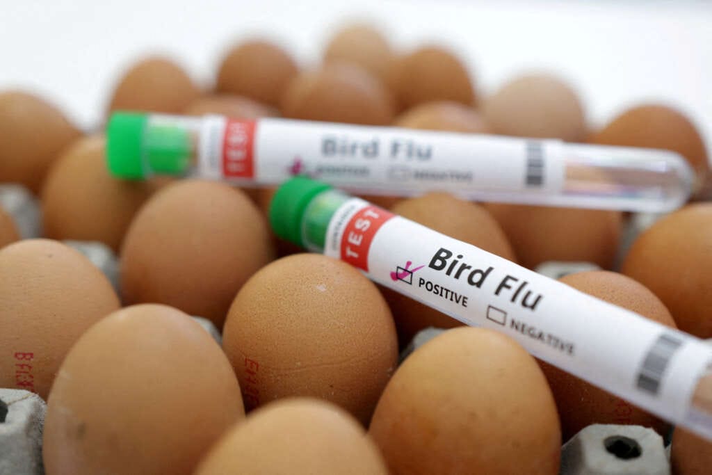 Poland, EU’s biggest poultry producer, reports bird flu outbreak