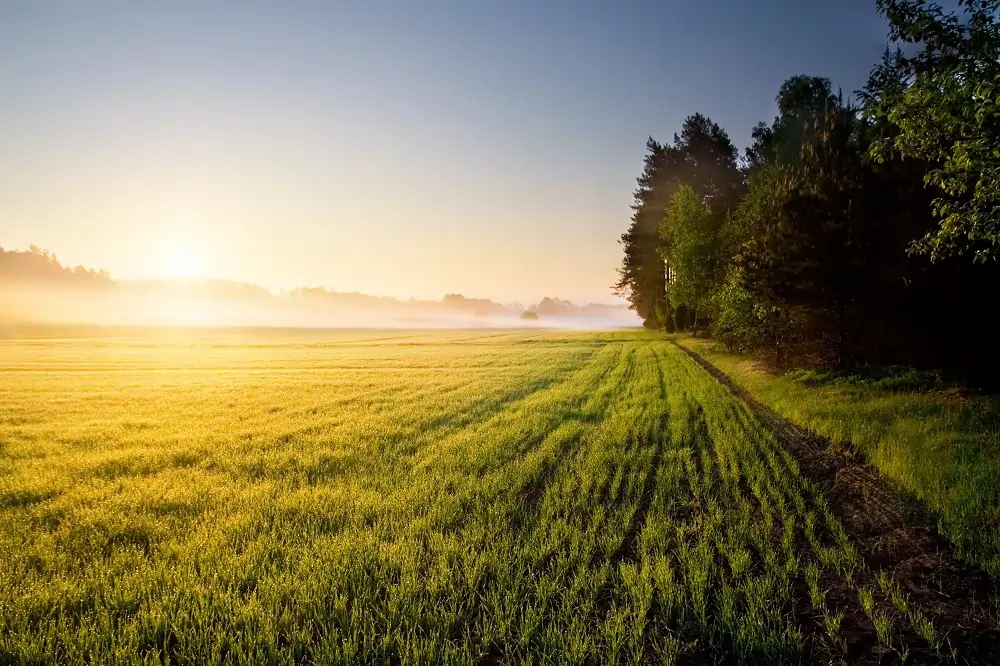The potential of hydroponic systems in urban agriculture