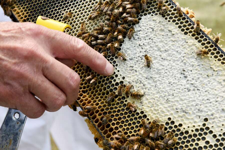 Stung by climate change: drought-weakened bee colonies shrink U.S. honey crop, threaten almonds