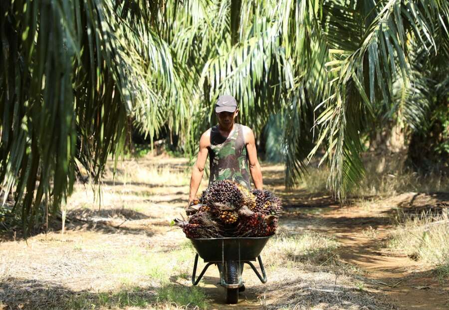 Explainer-Why Malaysia is considering a ban on palm oil exports to the European Union