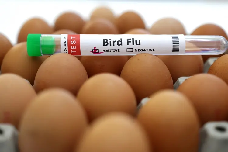 Czech Republic reported bird flu outbreak on farm, WOAH says