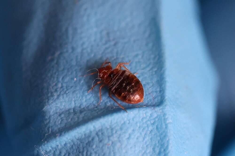 Explainer-Paris freaks out over bedbugs ahead of Olympic Games