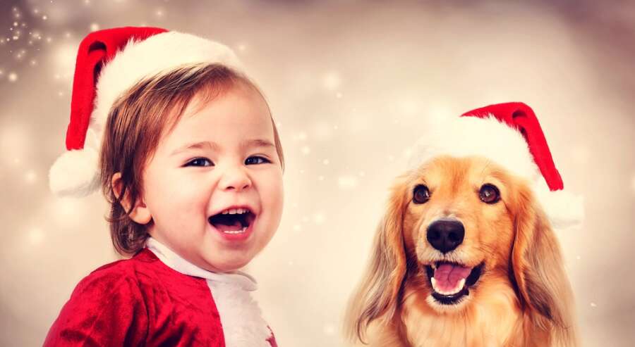 Countdown to Christmas with your four-legged friend and the Pooch & Mutt Advent Calendar for dogs