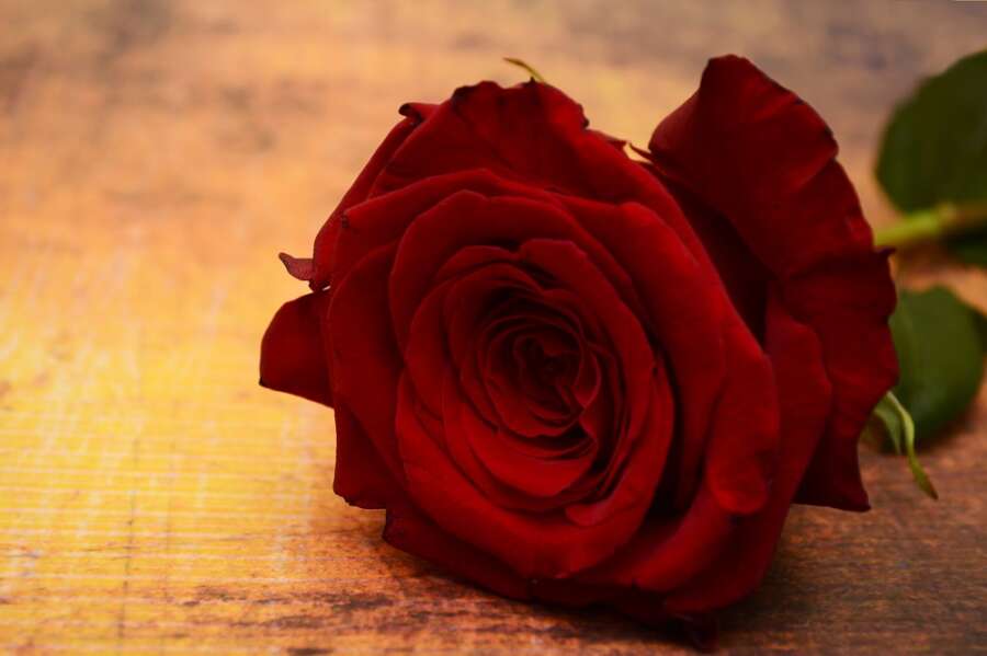 The Flower Language of Roses: The Hidden Meaning Behind Each Shade