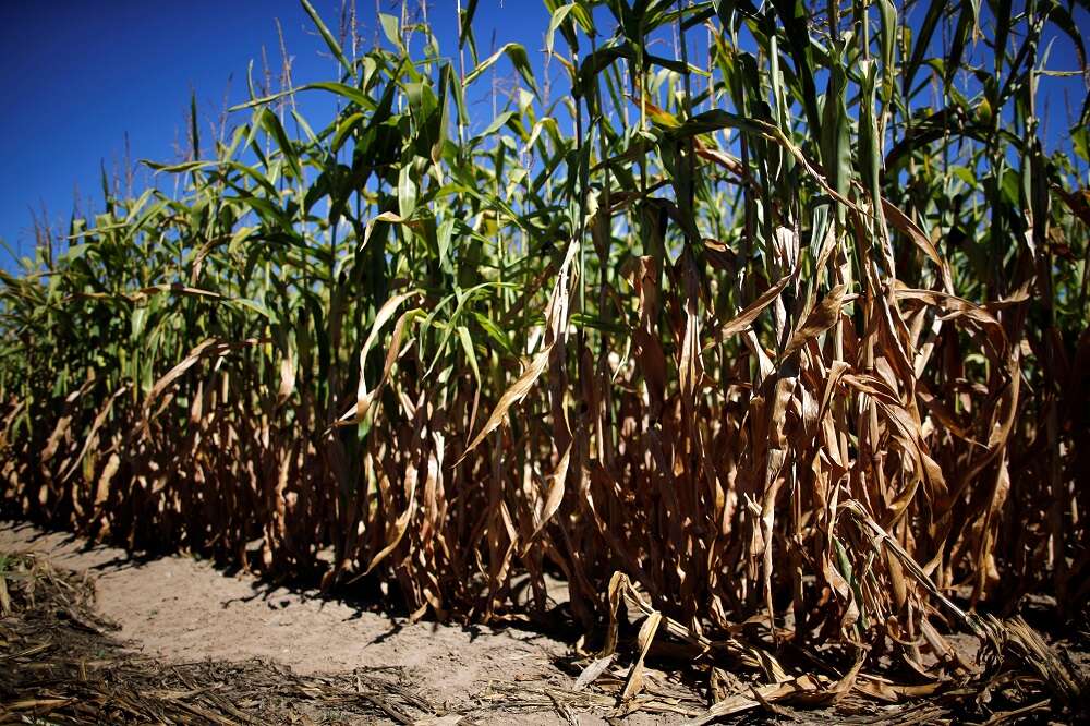 EU monitor slashes summer crop yield outlook after dry weather