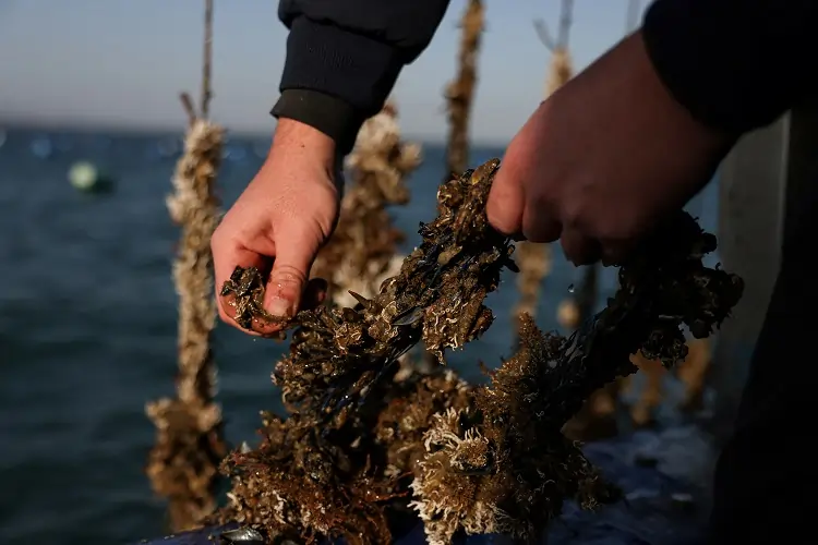 Greece’s mussel harvest wiped out by warming seas