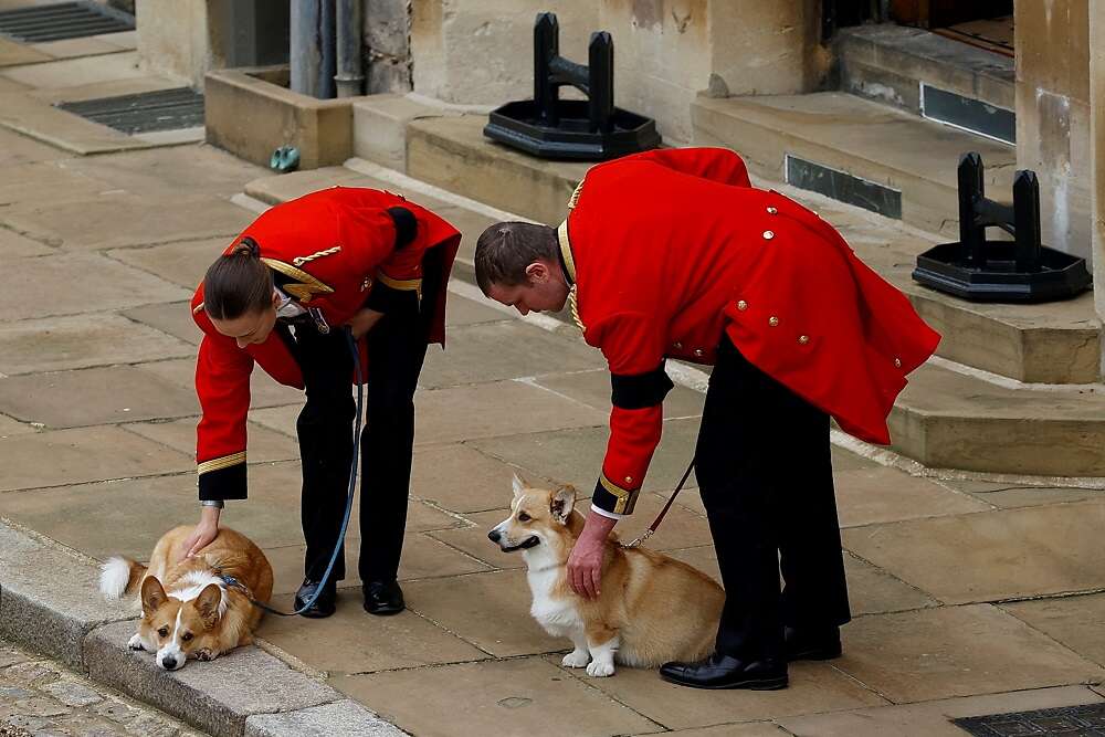 Loyal to the last, queen’s corgis and pony watch her pass